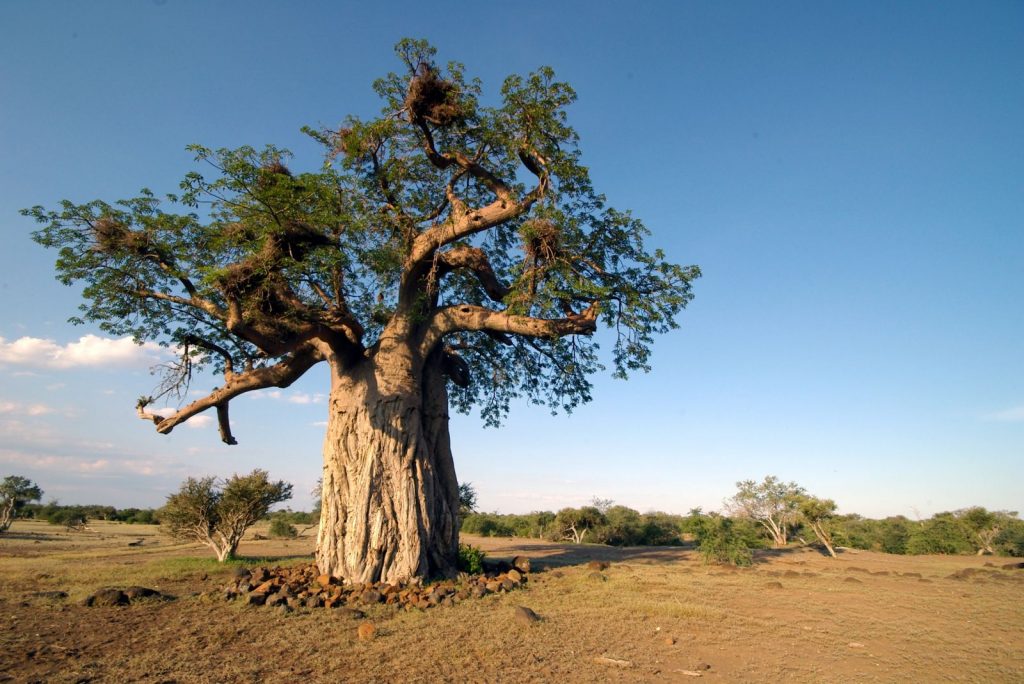 baobab