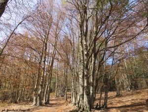 Foresta di faggi a Pettinascura, gravemente colpiti dalla gelata tardiva - ph Gianluca Congi