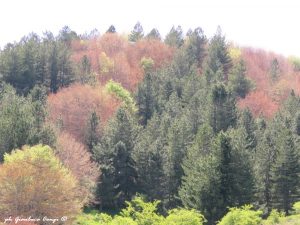 Uno scorcio "autunnale" dei boschi colpiti dalla gelata primaverile - ph Gianluca Congi