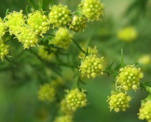 artemisia-annua-fl-fgiordana1