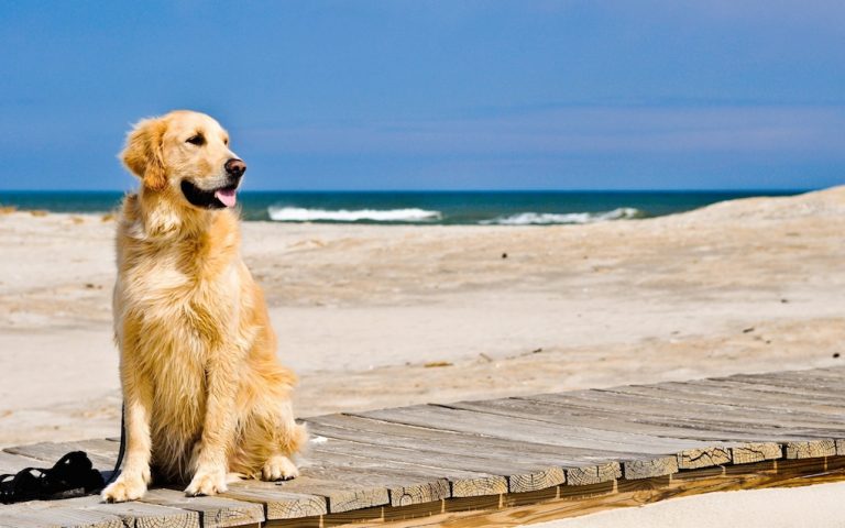 cani spiaggia