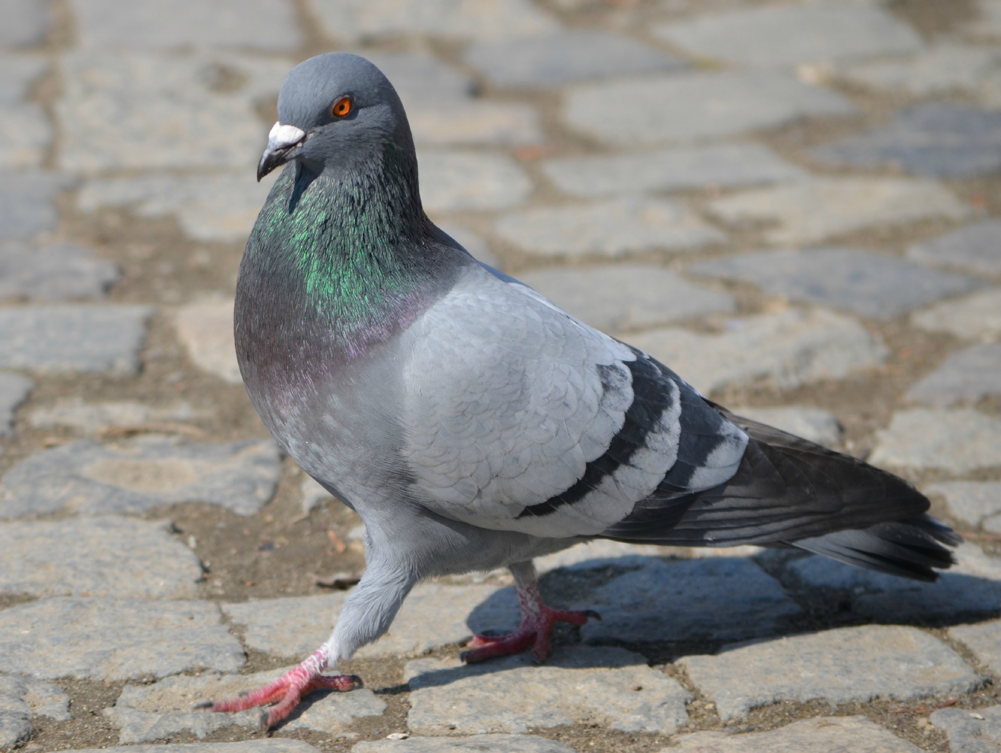 Ambiente, Lecce: allarme veleno per colombi