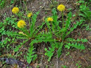 taraxacum-officinale