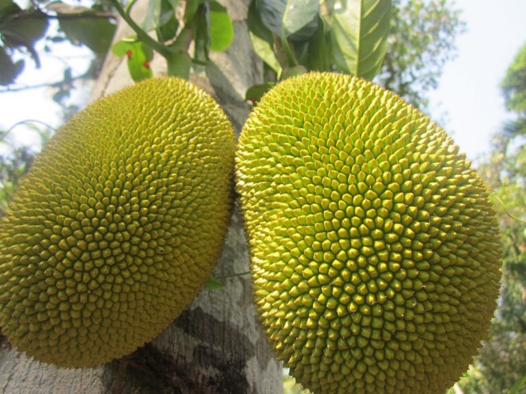 jackfruit