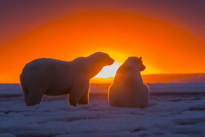 polar-bears-sunset-antarctica-snow-bears-sky