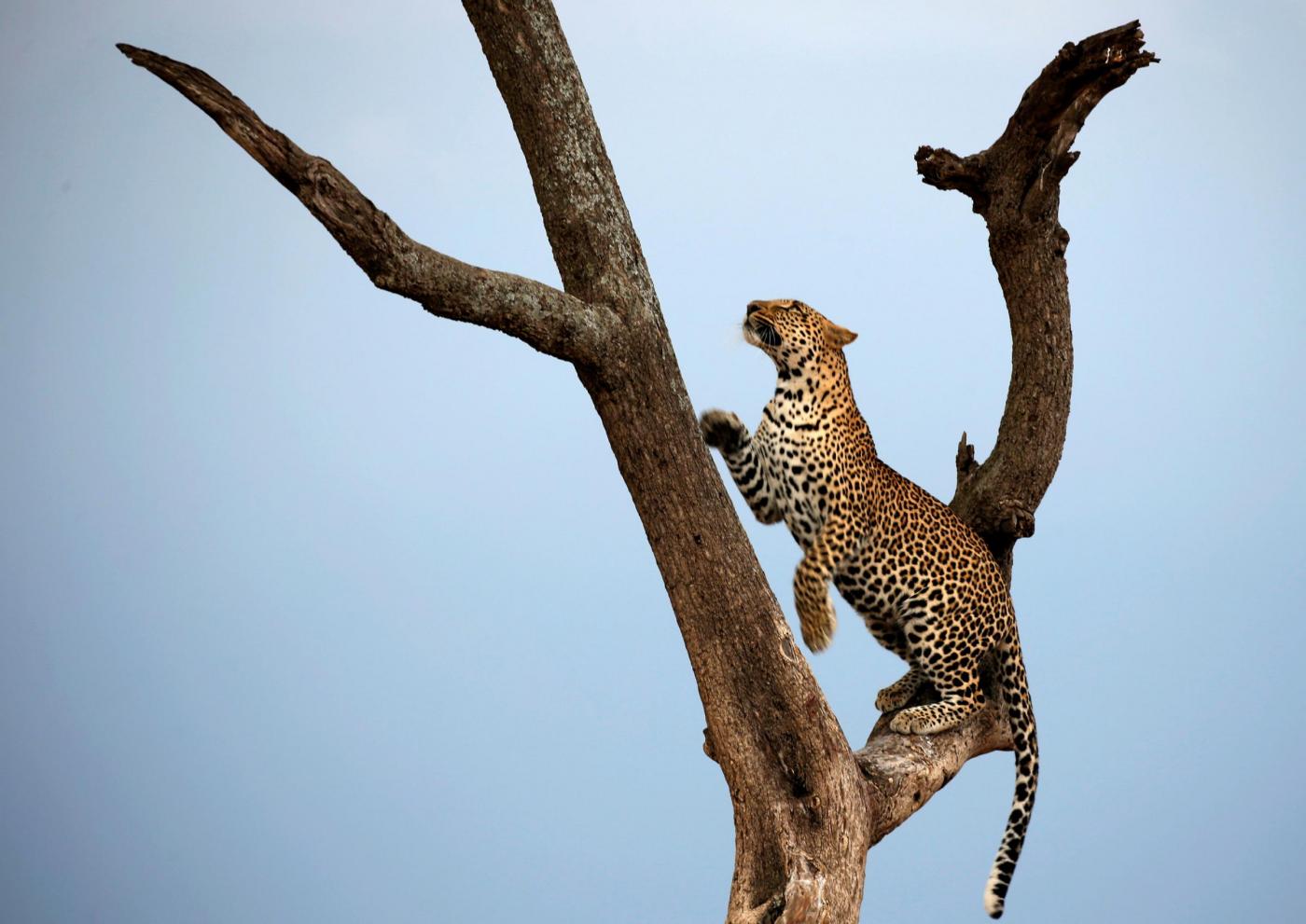 Интересные картинки. Leopard in Tree.