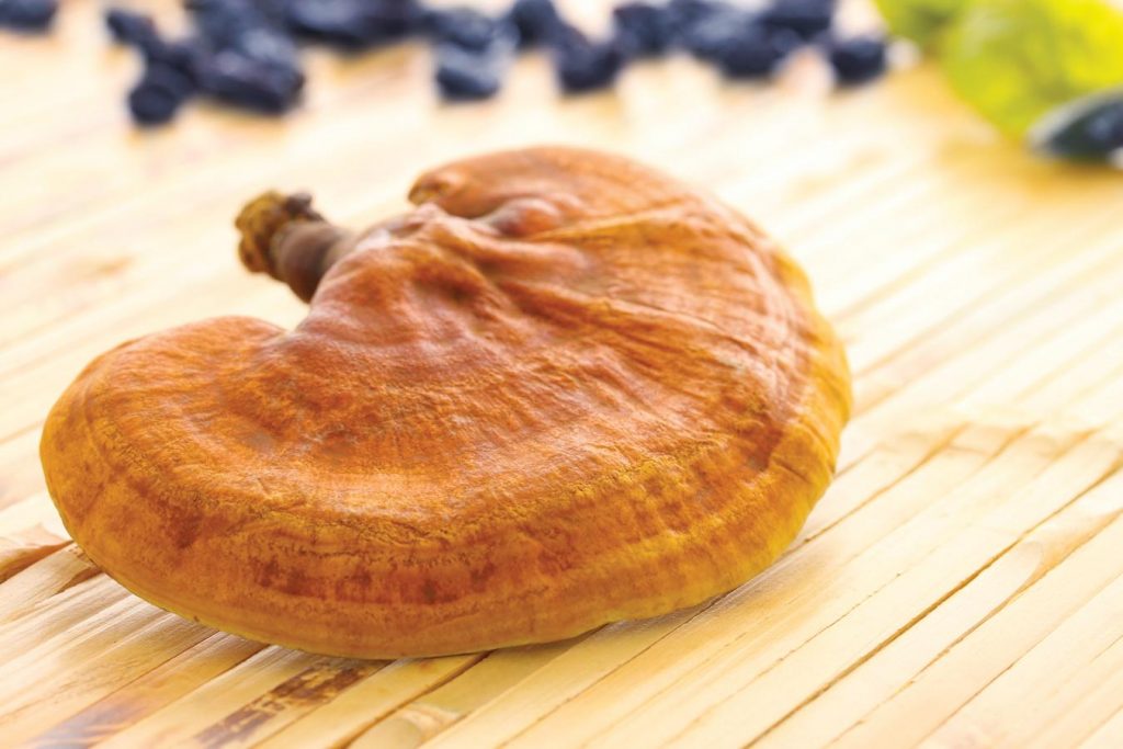 reishi ganoderma