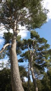 Esemplari di Pinus halepensis - Foto Alberto Colazilli