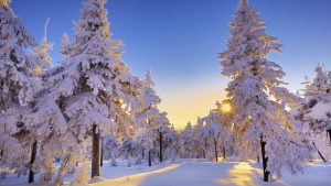 6910563-winter-trees-sunset