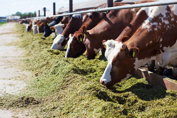 L’allevamento Intensivo Distrugge: A Rischio Il 70% Della Biodiversità