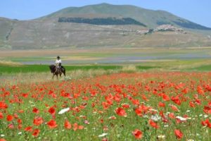 castelluccio cavallo