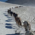 Terremoto, c’è chi resiste: ecco l’ultimo abitante di Castelluccio, “non sono solo, ho i miei cavalli” [GALLERY]