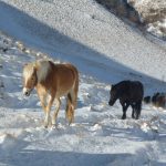 Terremoto, c’è chi resiste: ecco l’ultimo abitante di Castelluccio, “non sono solo, ho i miei cavalli” [GALLERY]