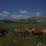 Terremoto, c’è chi resiste: ecco l’ultimo abitante di Castelluccio, “non sono solo, ho i miei cavalli” [GALLERY]