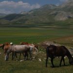 Terremoto, c’è chi resiste: ecco l’ultimo abitante di Castelluccio, “non sono solo, ho i miei cavalli” [GALLERY]