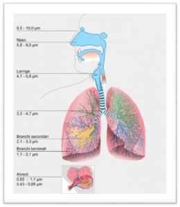 Penetrazione delle polveri nell'apparato respiratorio.                                                                                                                                            È evidente come le nanopolveri siano in grado di                                                                                                                                                                                                                                              penetrare a fondo nell'organismo e, si sospetta, entrare addirittura nel  sanguigno, poi nelle cellule