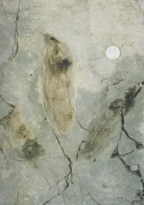 Mietto3 Una grande orma di dinosauro teropode dal Giurassico inferiore della Bella Lasta (Monti Lessini veronesi)