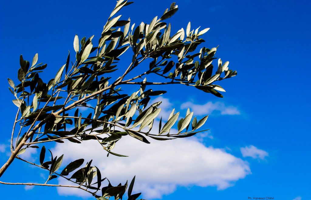 perché ulivo domenica palme