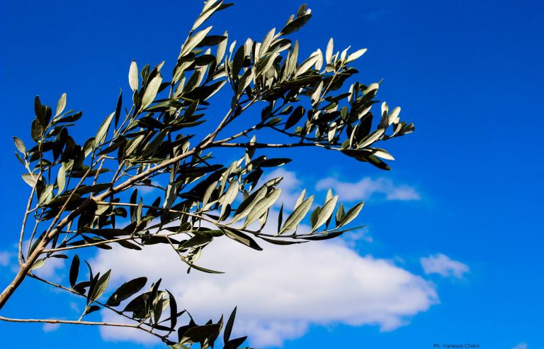 perché ulivo domenica palme