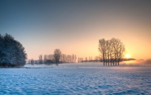 Foggy Winter Sunrise Snow Tree Fog Fullscreen Wallpaper