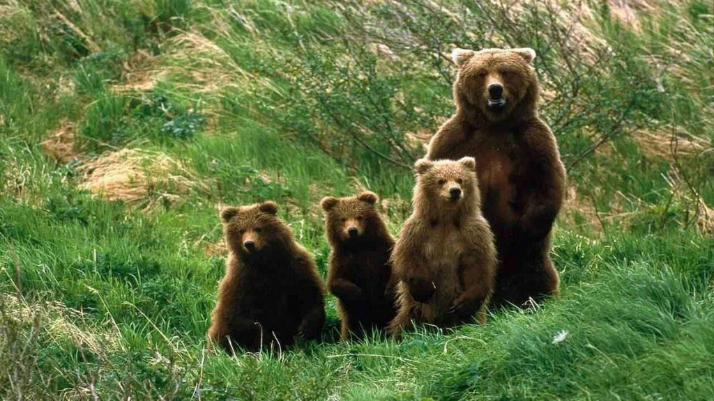 orso-parco-nazionale-abruzzo