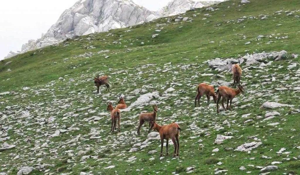 parco-nazionale-abruzzo-cerbiatti