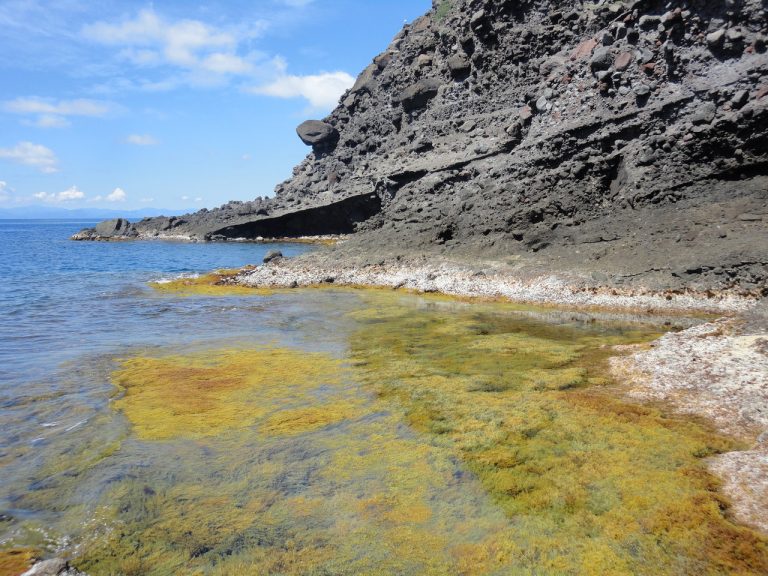 Dalle foreste algali di costa rocciosa i segnali precoci per prevedere il collasso degli ecosistemi3