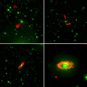 Alcune delle galassie di grande taglia individuate dal VLA-COSMOS 3 GHz Large Project e rappresentate in falsi colori. Il verde mostra le galassie osservate nel vicino infrarosso dalla survey UltraVISTA. Gli imponenti getti e anelli sono visibili nelle immagini radio, che sono rappresentate in rosso. L'immagine è stata prodotta da Eleni Vardoulaki ed Eric Faustino Jimenez-Andrade