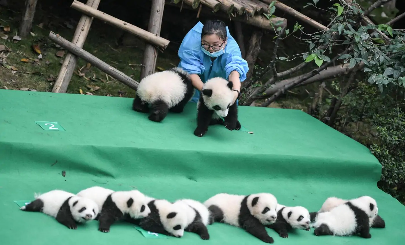 cuccioli di panda