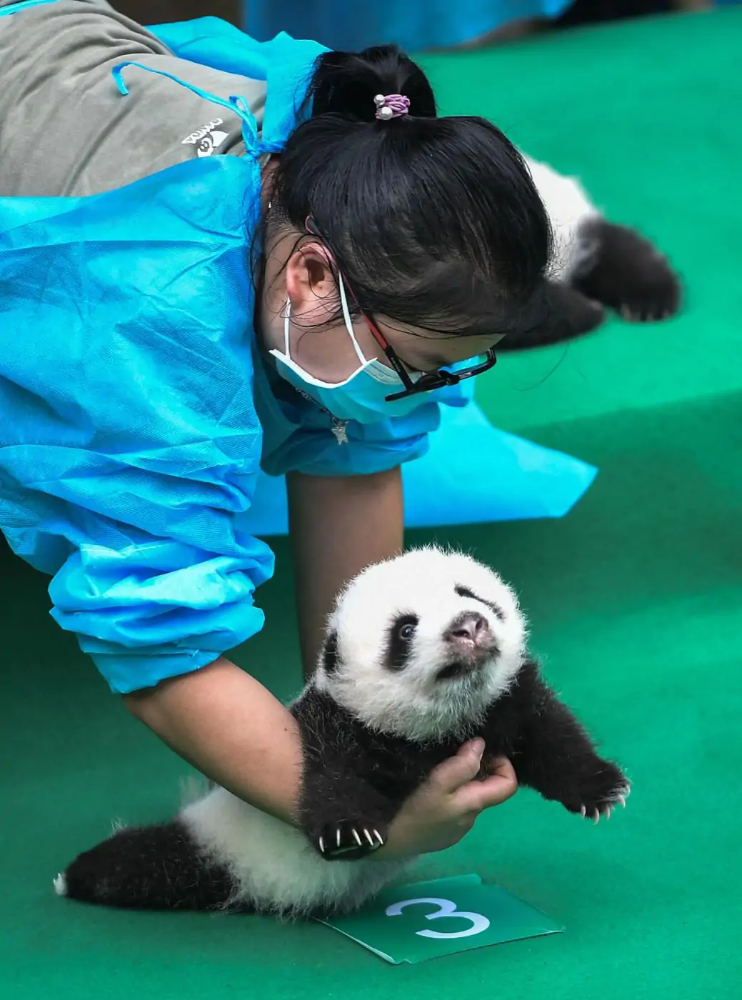 cuccioli di panda