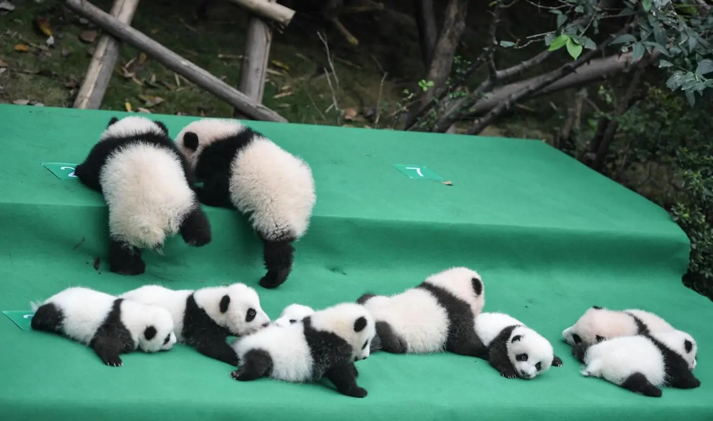 cuccioli di panda