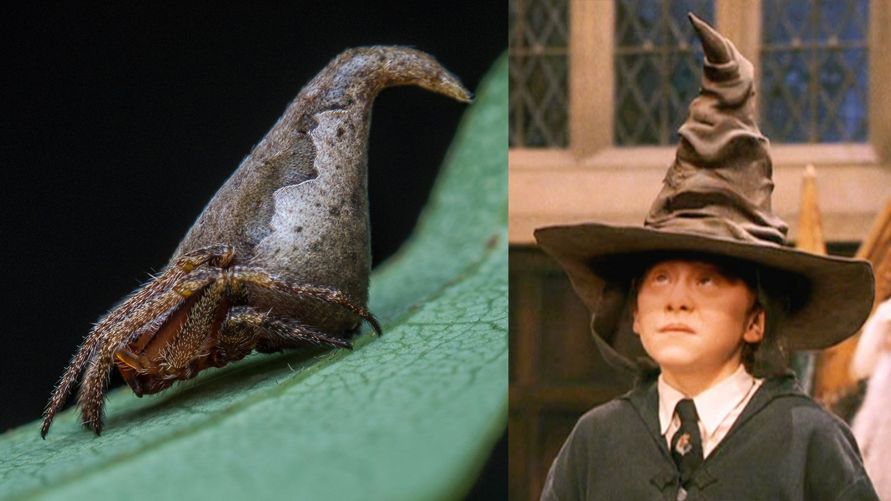Animali: ecco il ragno simile al Cappello Parlante di Harry Potter [GALLERY]