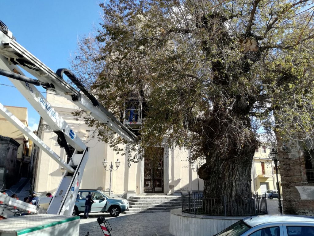 Olmo plurisecolare di San Lorenzo