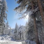 Lo straordinario spettacolo della NEVE in SILA: una magia che non smette mai di sorprendere [GALLERY]