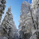 Lo straordinario spettacolo della NEVE in SILA: una magia che non smette mai di sorprendere [GALLERY]