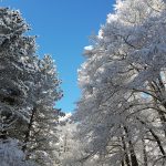 Lo straordinario spettacolo della NEVE in SILA: una magia che non smette mai di sorprendere [GALLERY]