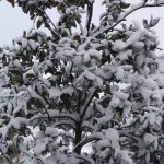 Maltempo, arriva la neve: Torino imbiancata, nel Cuneese scuole chiuse [FOTO]