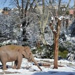 Neve a Roma: il Burian non fa paura agli animali del Bioparco [GALLERY]