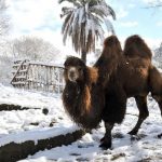 Neve a Roma: il Burian non fa paura agli animali del Bioparco [GALLERY]