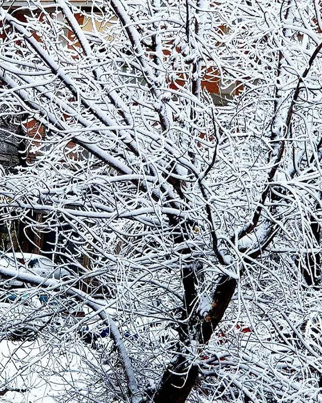 neve Napoli