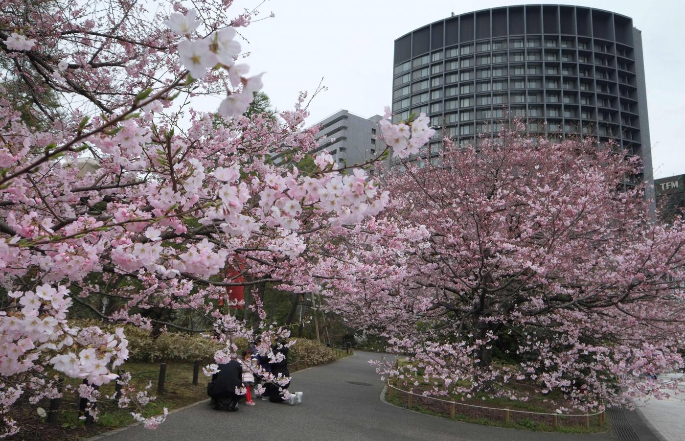 ciliegi Tokyo