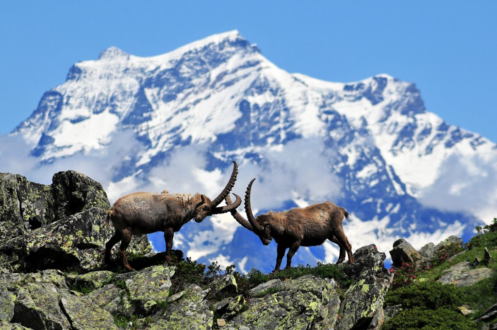 Parco Gran Paradiso