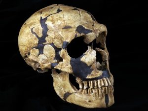 la ferrassie 1 scheletro neanderthal