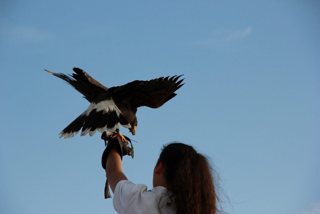 Falconeria