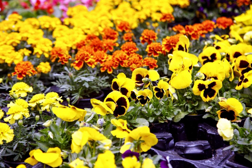 Milano, Fiori e sapori sul naviglio grande (1)