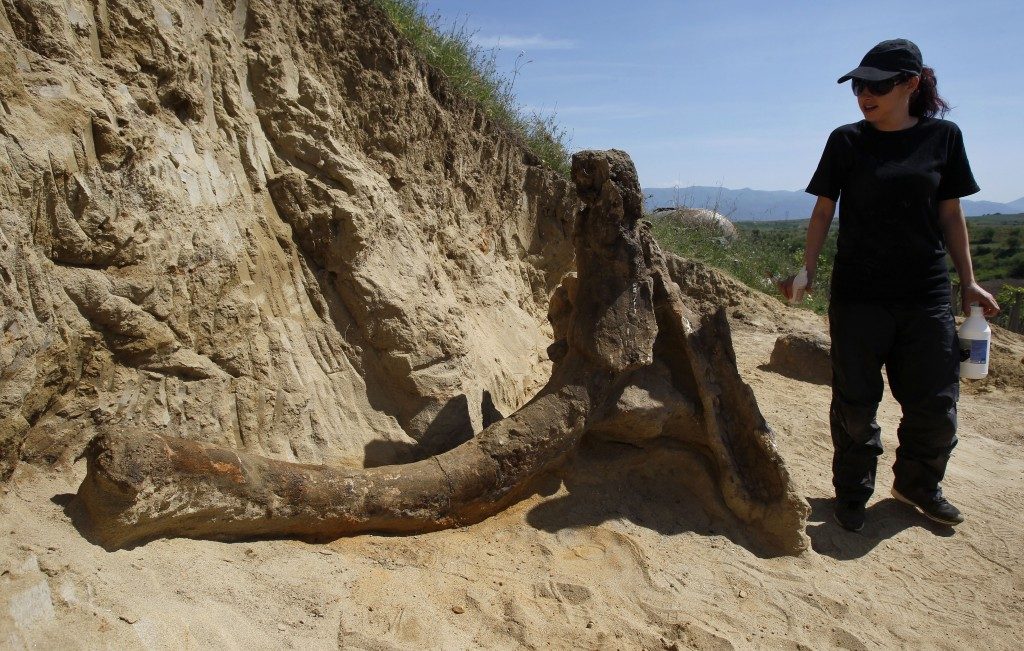 fossile elefante macedonia