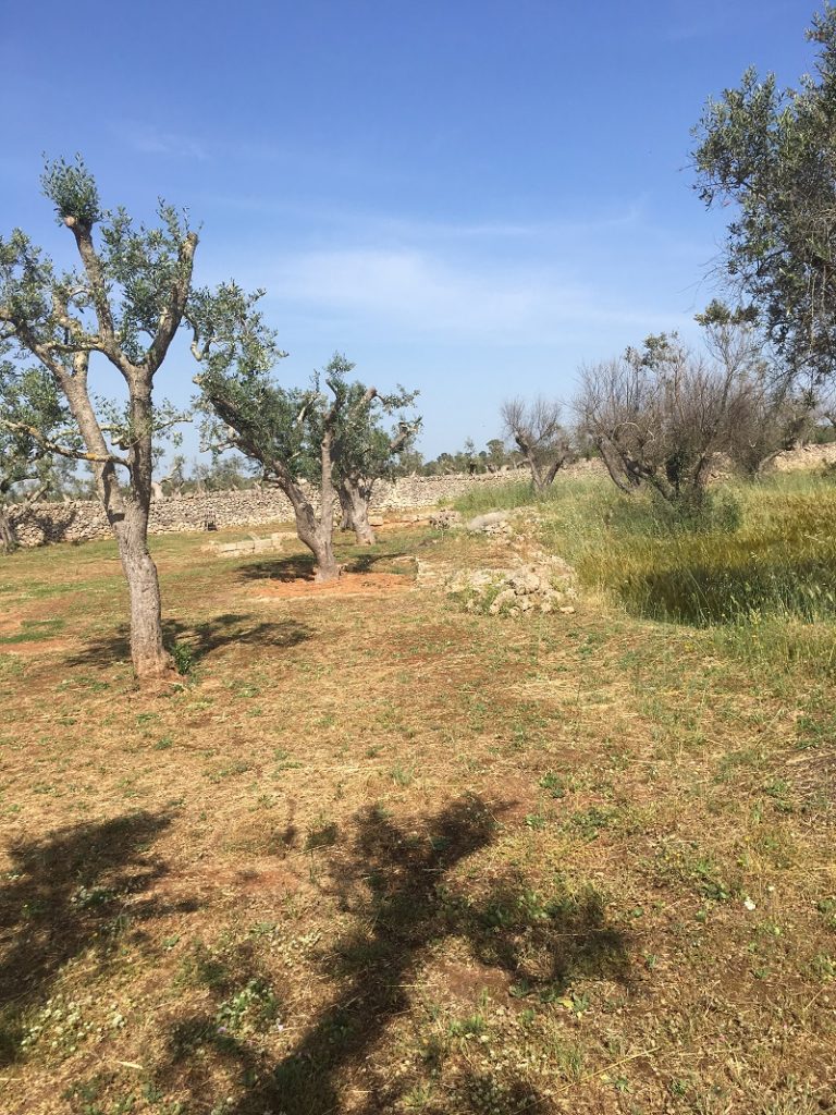 Xylella ulivi