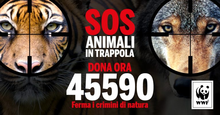 sos animali in trappola