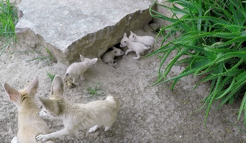 Fennec Bioparco Roma