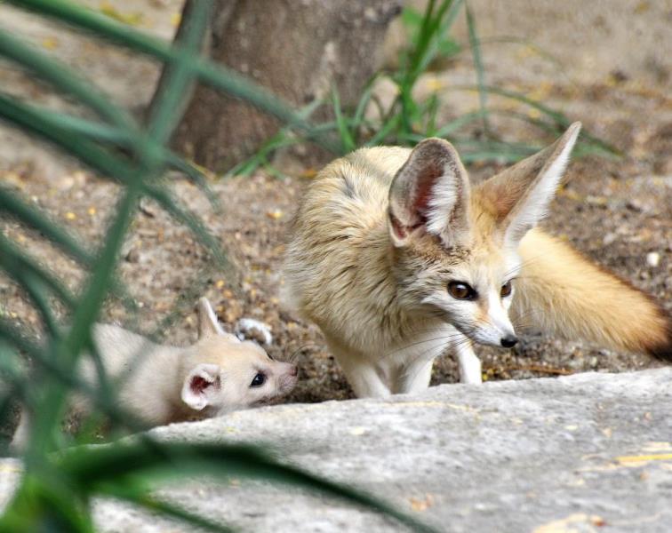 Fennec Bioparco Roma